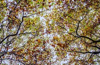 Autumn Colors Fine Art Print