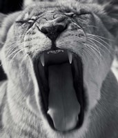 An Attack Fine Art Print