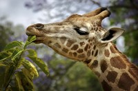 Giraffe Fine Art Print