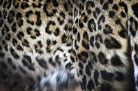 Hide I Fine Art Print