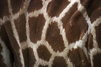 Hide II Fine Art Print