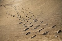 Crossing Paths Fine Art Print