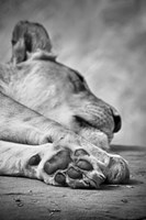 The Lions Paw Fine Art Print