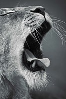 Yawn Fine Art Print