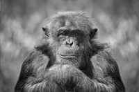 Chimp Fine Art Print