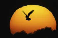 Into the Sun Fine Art Print