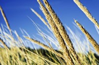 Summer Breeze Fine Art Print