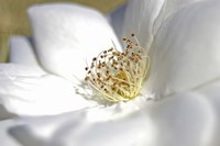 Eight Fine Art Print