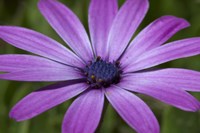 Seven Fine Art Print