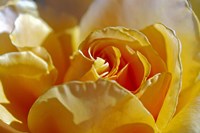 Three Fine Art Print