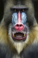 Mandrill 2 by SD Smart - various sizes