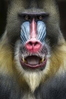 Mandrill 2 Fine Art Print