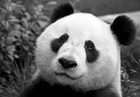 Giant Panda Fine Art Print