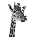 Giraffe Expressionism Fine Art Print