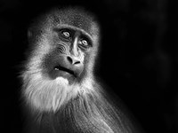 Scared Fine Art Print