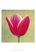 Tulip in Fuchsia I Fine Art Print