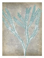 Spa Seaweed II Framed Print
