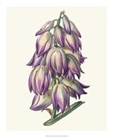 Adam's Needle I Fine Art Print