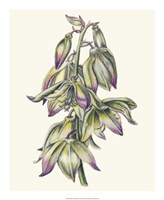 Adam's Needle II Fine Art Print