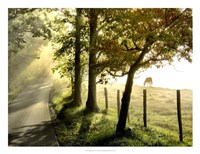 Morning Graze II Fine Art Print