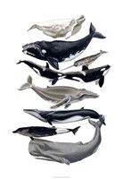 Whale Display I Fine Art Print