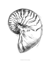 Shell Sketch IV Fine Art Print