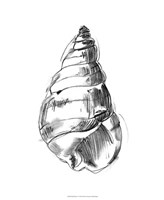 Shell Sketch V Fine Art Print