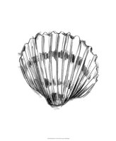 Shell Sketch VI Fine Art Print