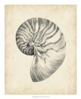 Antique Shell Study I Fine Art Print