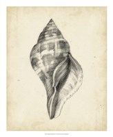 Antique Shell Study II Fine Art Print