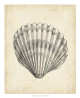 Antique Shell Study III Fine Art Print
