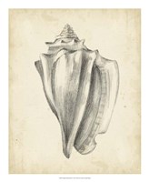 Antique Shell Study IV Fine Art Print