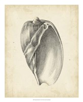 Antique Shell Study VI Fine Art Print