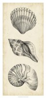 Antique Shell Study Panel I Framed Print