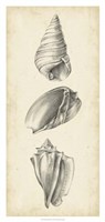 Antique Shell Study Panel II Framed Print