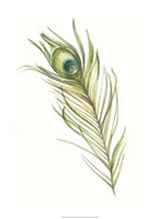 Watercolor Peacock Feather I Framed Print