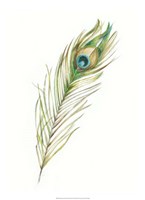 Watercolor Peacock Feather II Fine Art Print