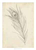 Peacock Feather Sketch I by Ethan Harper - 16" x 22"