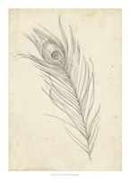 Peacock Feather Sketch I Fine Art Print