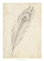 Peacock Feather Sketch II Fine Art Print