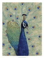 Blue Peacock I Fine Art Print