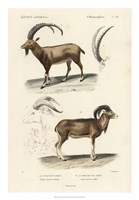 Antique Antelope & Ram Study by N. Remond - 18" x 26"