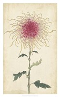Elegant Chrysanthemums I Fine Art Print