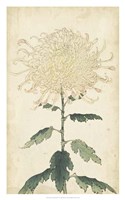 Elegant Chrysanthemums III Fine Art Print