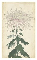 Elegant Chrysanthemums IV - 20" x 32"