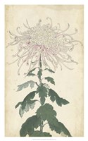 Elegant Chrysanthemums IV Fine Art Print