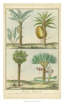 Histoire Naturelle Tropicals I by Martinet - 20" x 32"