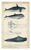 Antique Whale & Dolphin Study I Fine Art Print