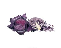 Watercolor Purple Cabbage by Michael Willett - 28" x 22"