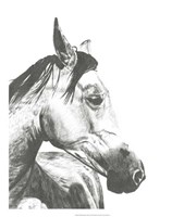 Wildlife Snapshot: Horse II by Naomi McCavitt - 22" x 26"
